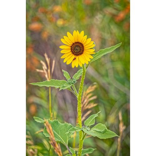 Jaynes Gallery 아티스트의 USA-Colorado-Windsor Close-up of sunflower작품입니다.